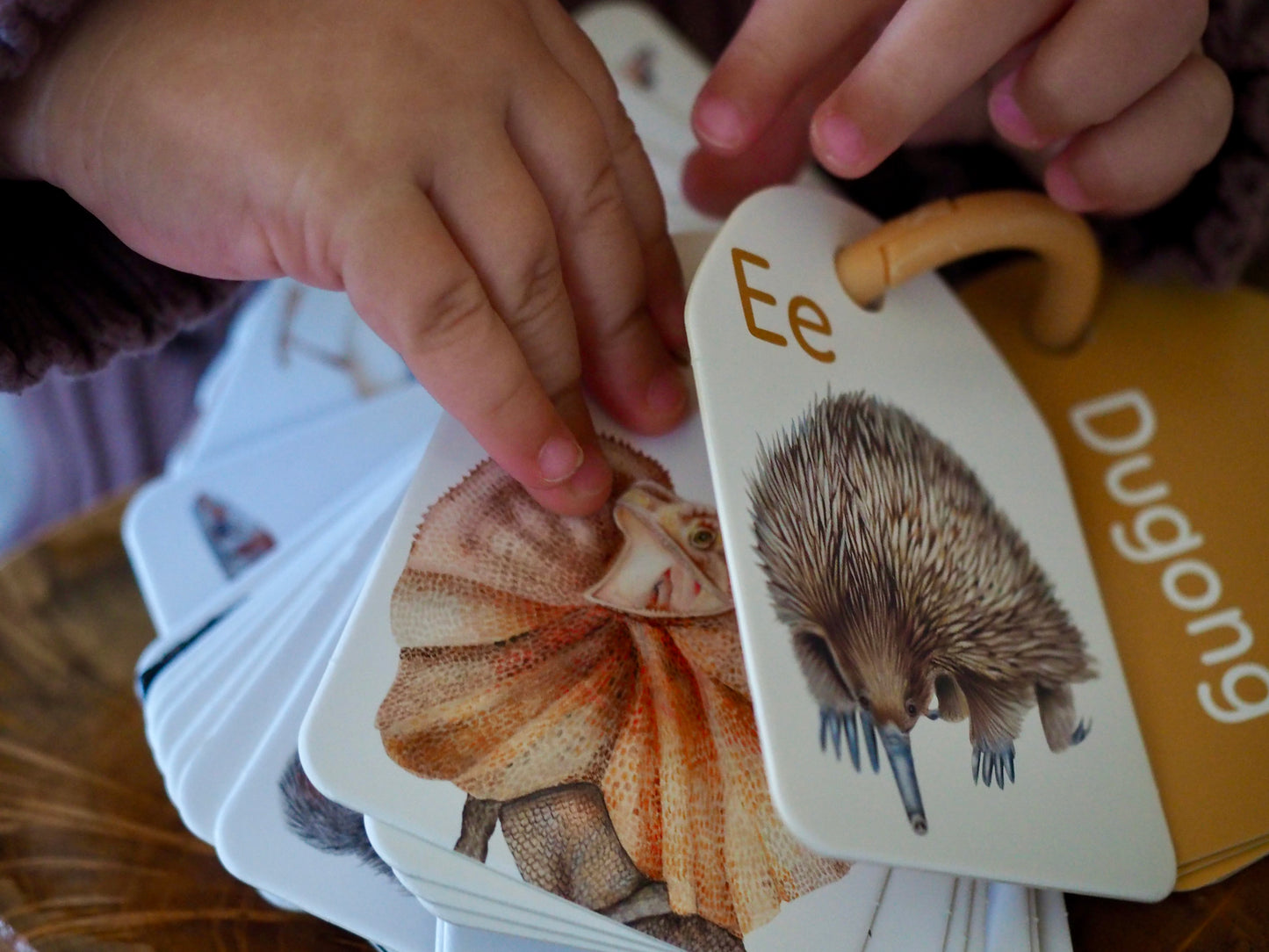 Flash Cards - Australian Animal Alphabet - Ringed