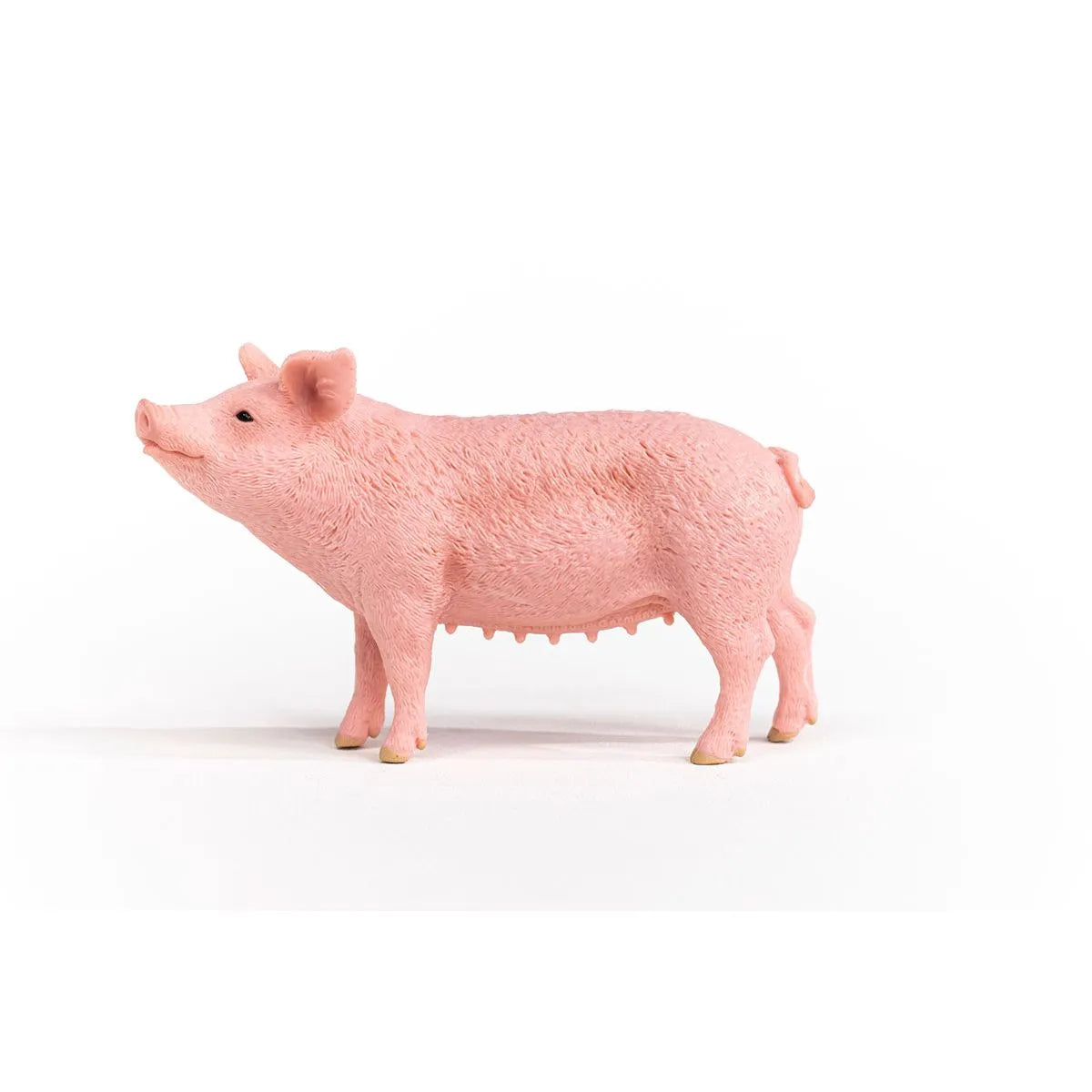Pig