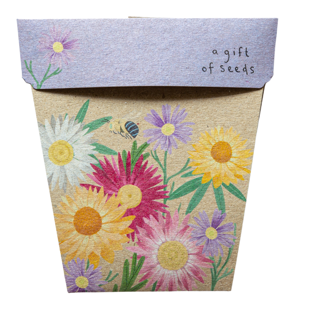 Native Daisies Gift of Seeds