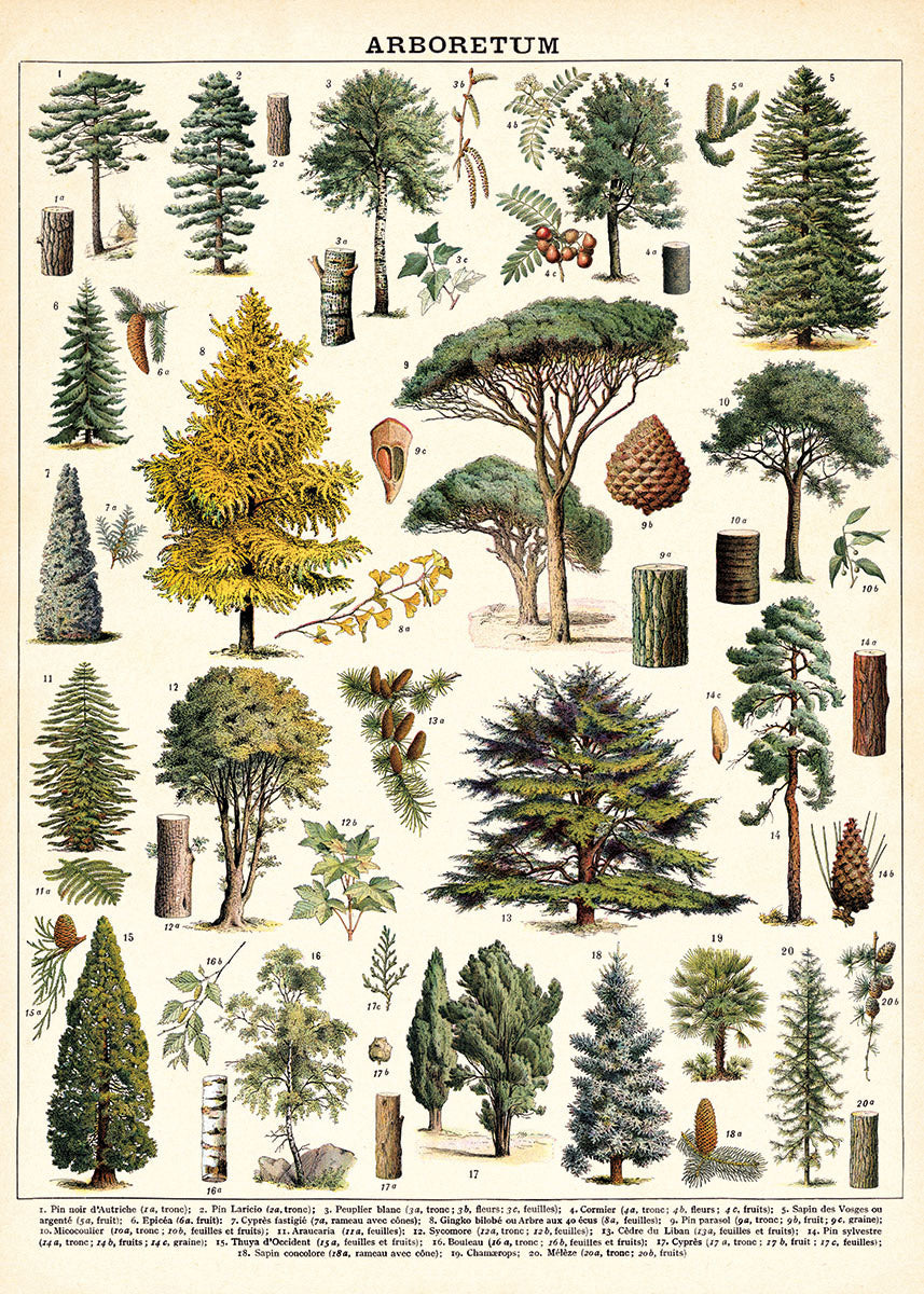 Vintage inspired Poster - Arboretum