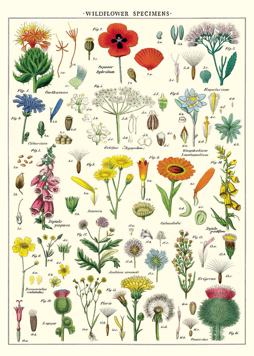 Vintage inspired Poster - Wildflowers