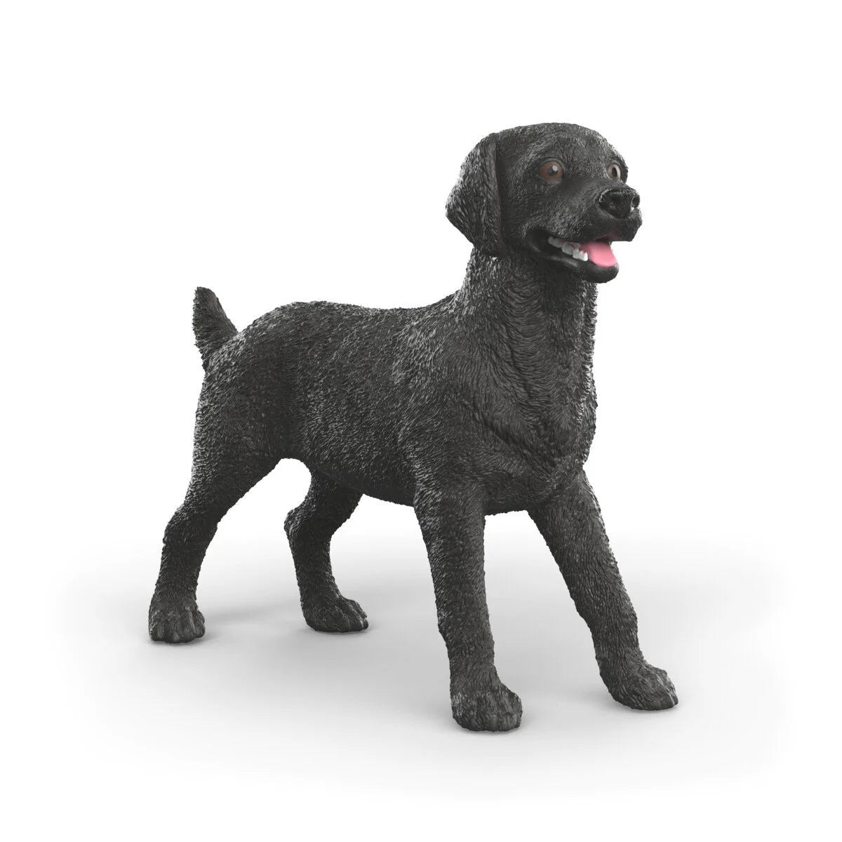 Black Labrador Retriever Female