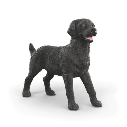 Black Labrador Retriever Female