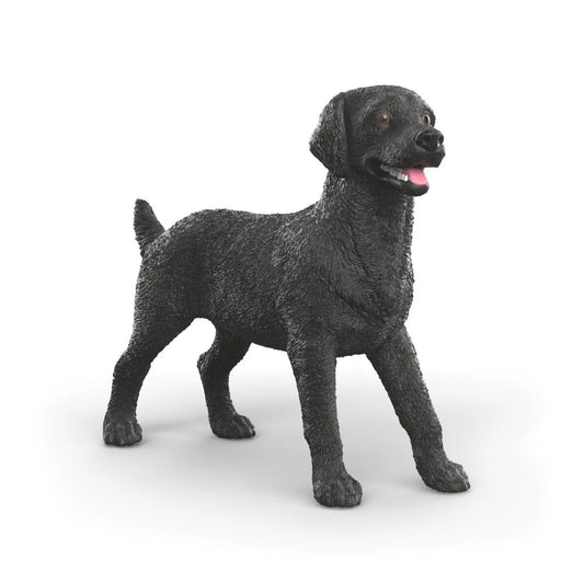 Black Labrador Retriever Female