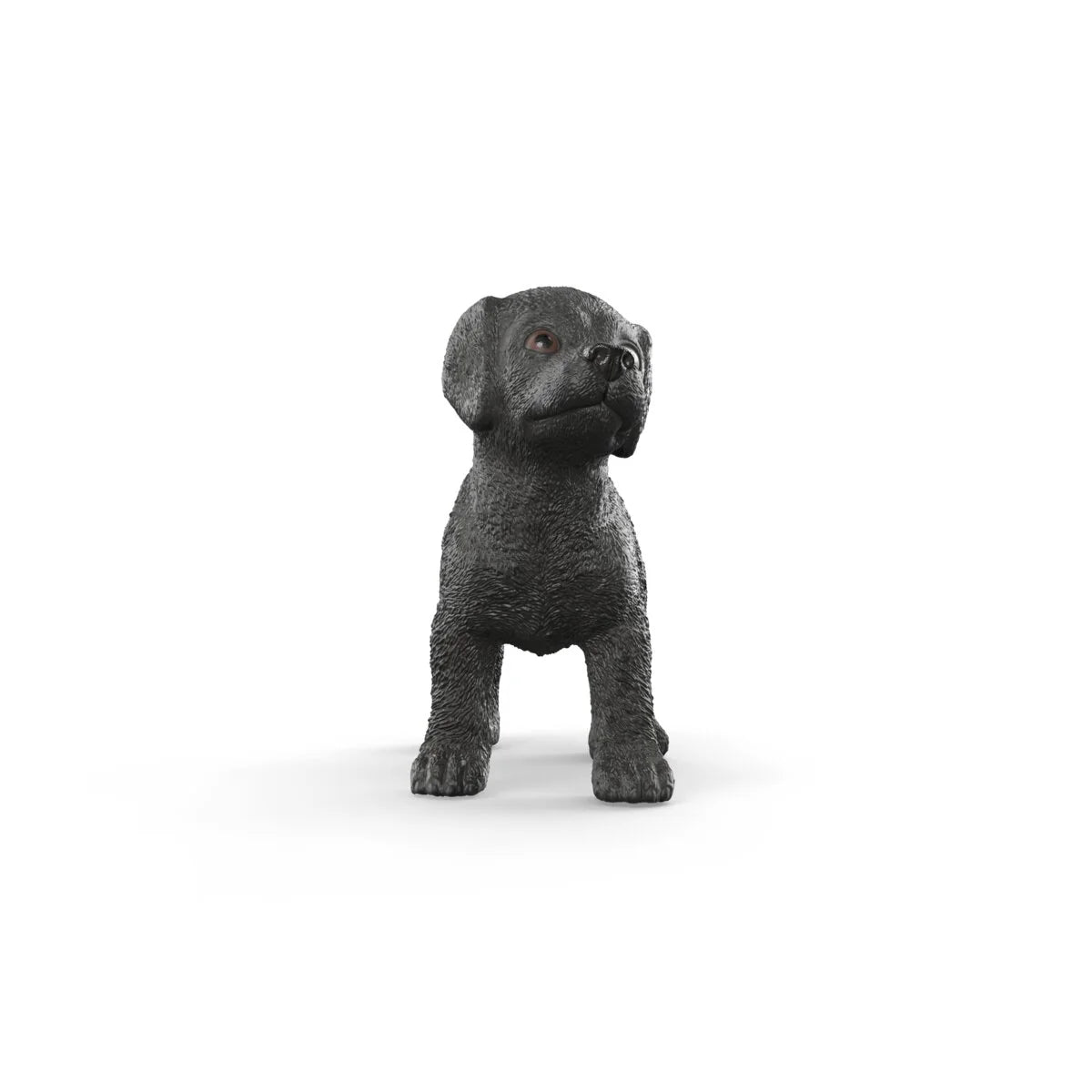 Black Labrador Retriever Puppy