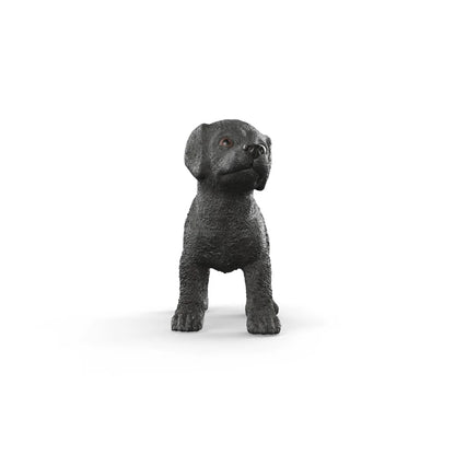 Black Labrador Retriever Puppy