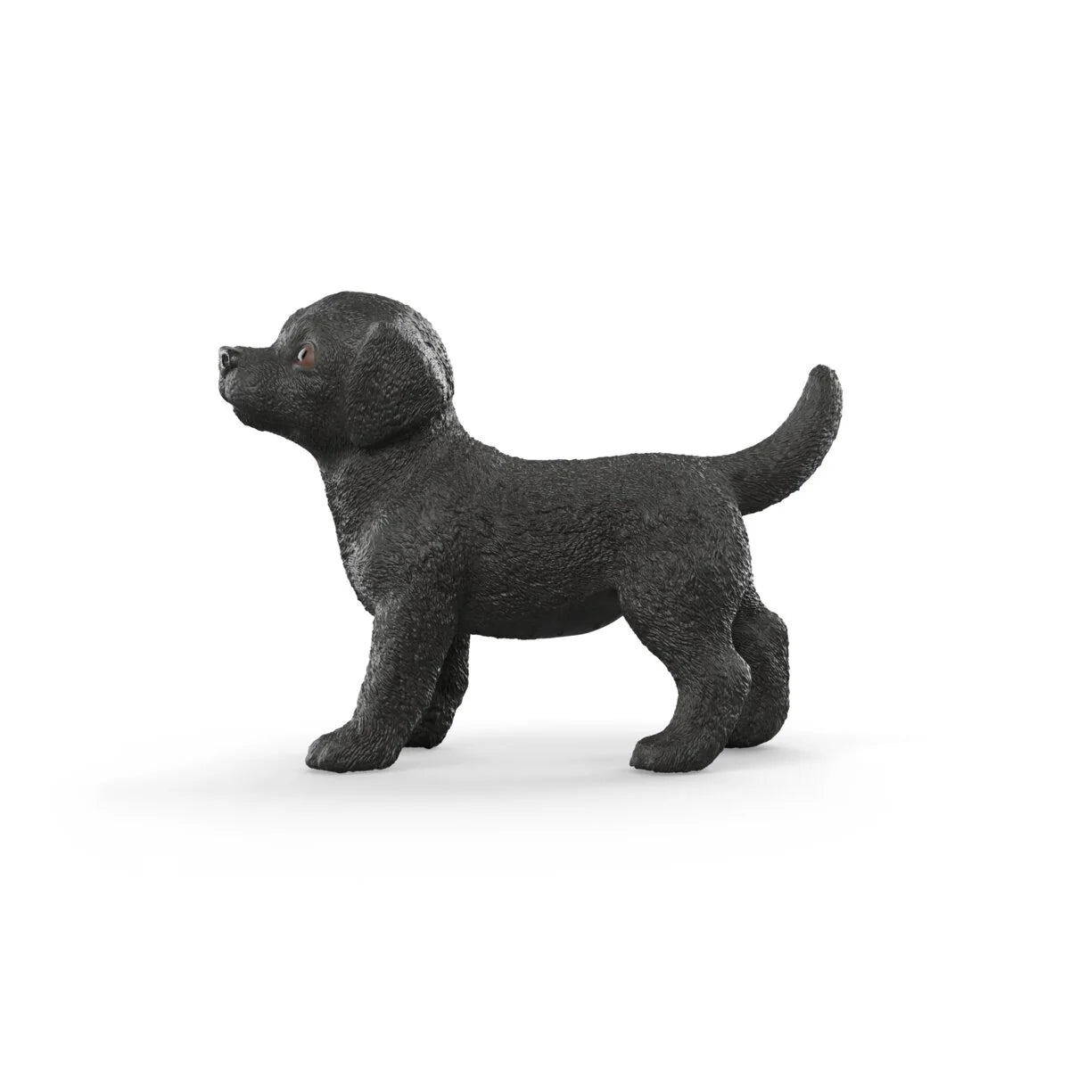 Black Labrador Retriever Puppy