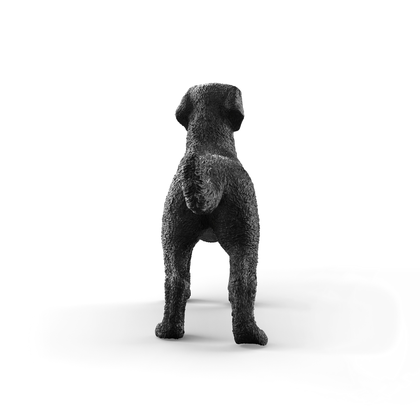 Black Labrador Retriever Female