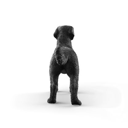 Black Labrador Retriever Female