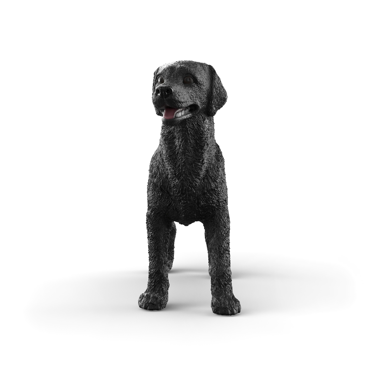 Black Labrador Retriever Female