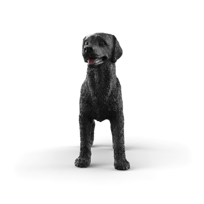 Black Labrador Retriever Female