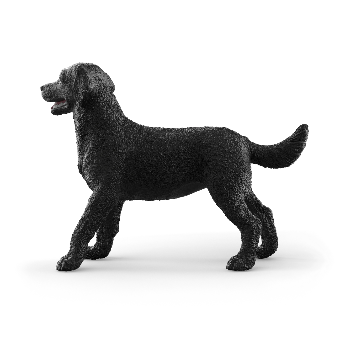 Black Labrador Retriever Female