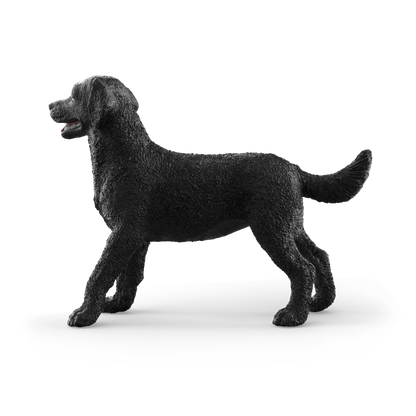 Black Labrador Retriever Female