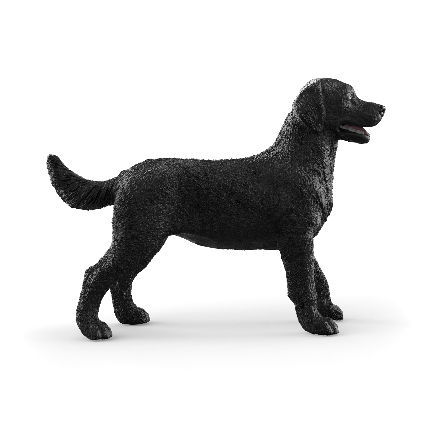 Black Labrador Retriever Female