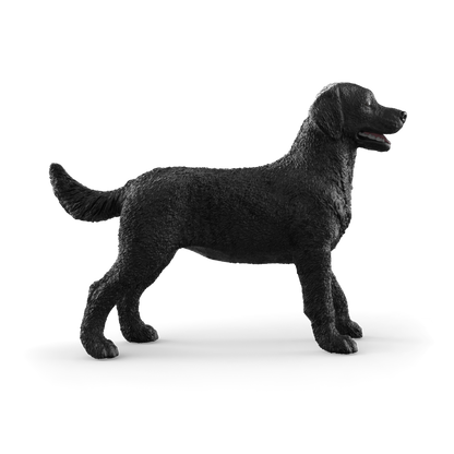 Black Labrador Retriever Female