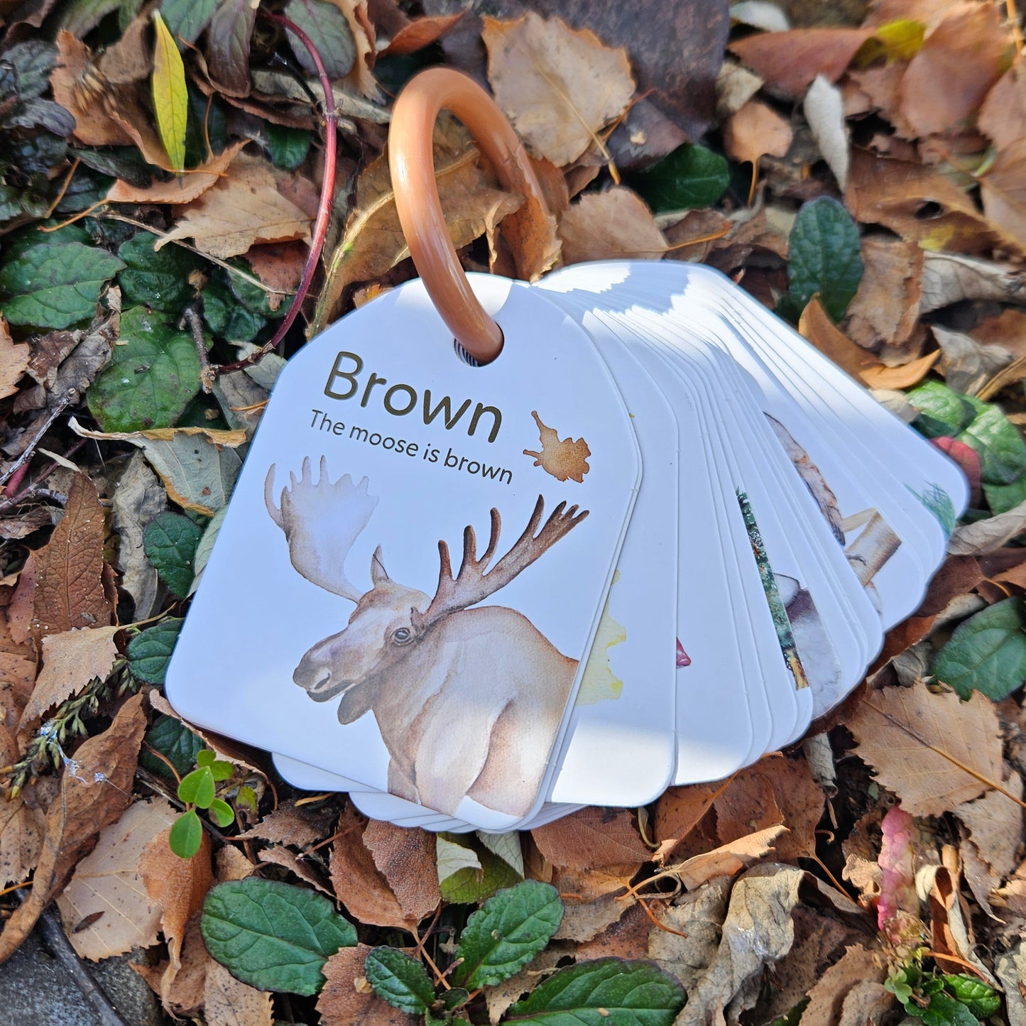 Flash Cards - Woodland Colours and Counting - Ringed
