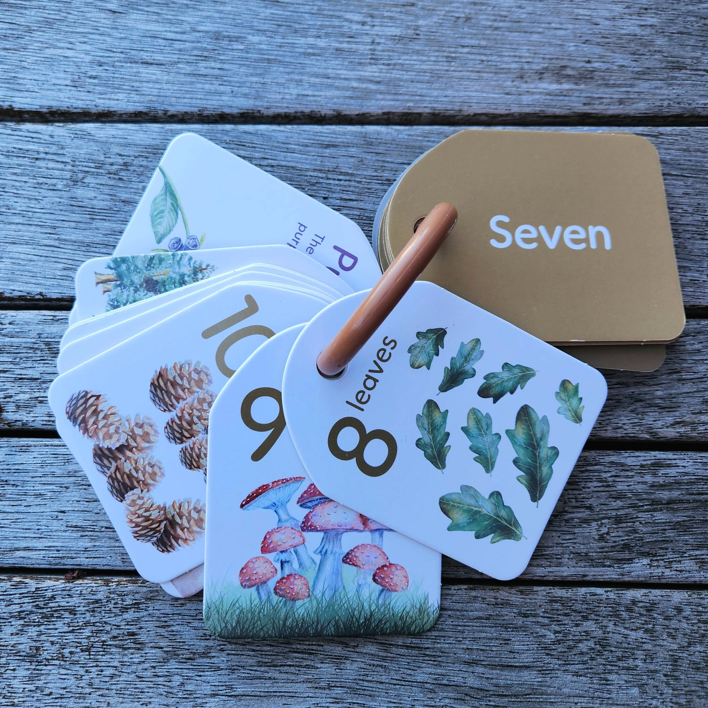 Flash Cards - Woodland Colours and Counting - Ringed