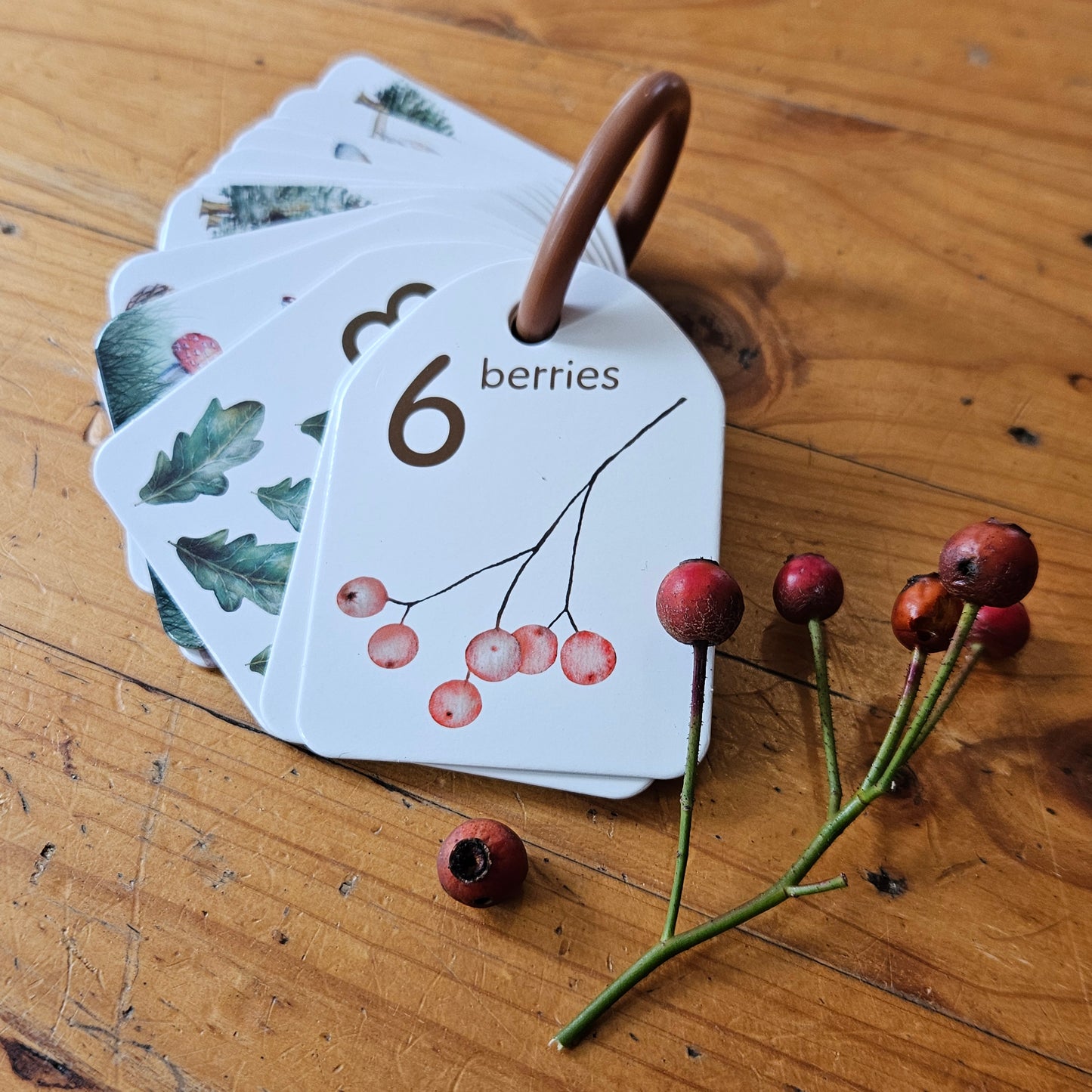 Flash Cards - Woodland Colours and Counting - Ringed