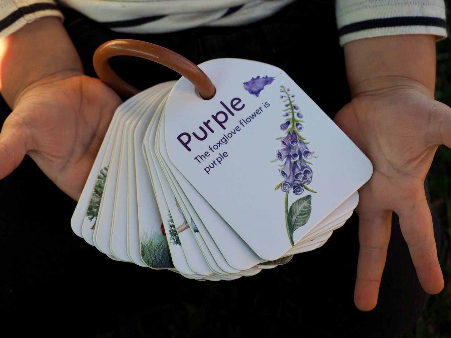 Flash Cards - Woodland Colours and Counting - Ringed