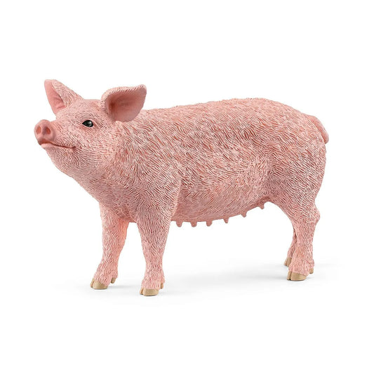 Pig