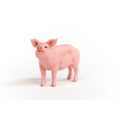 Pig