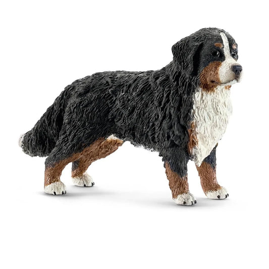 Bernese Mountain Dog Female