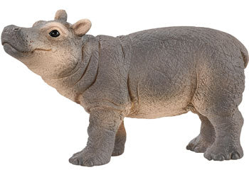 Baby Hippopotamus