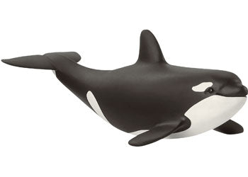 Baby Orca