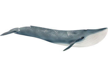 Blue Whale