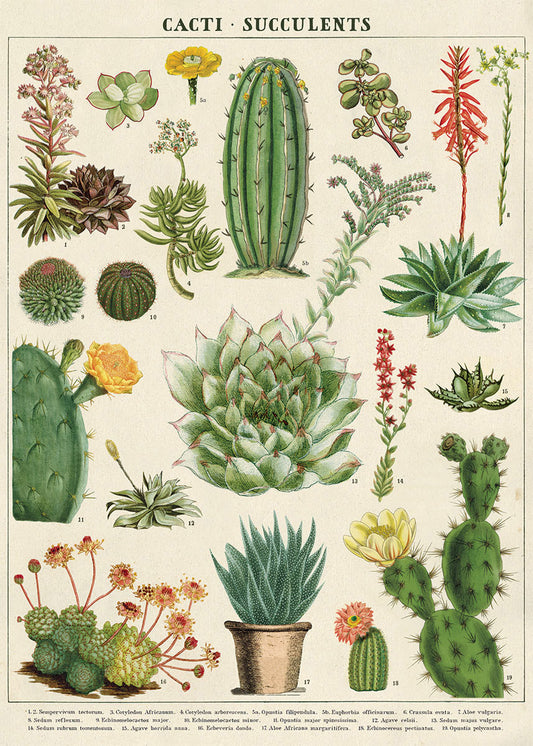 Vintage inspired Poster - Cactus and Succulents