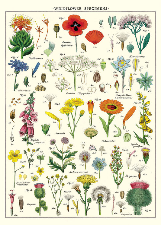 Vintage inspired Poster - Wildflowers