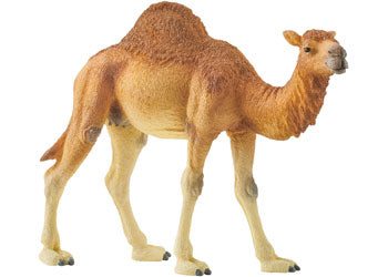 Dromedary