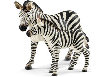 Zebra Foal